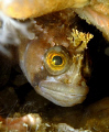   yarrels blenny.St.Abbs Scotland blennyStAbbs blenny St Abbs  